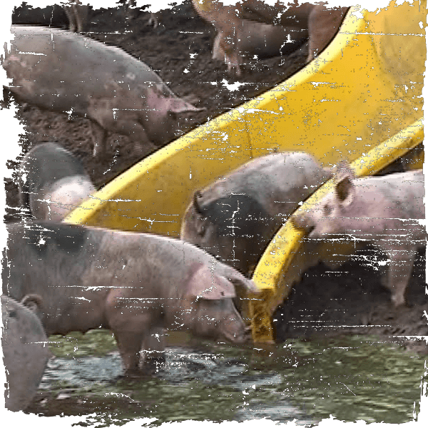 Piggys_Palace_Varkens-tegen-Verspilling