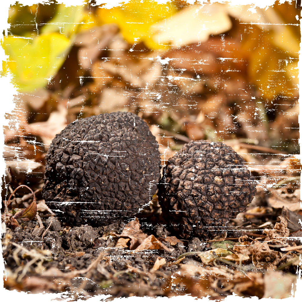 023_Truffels (1)